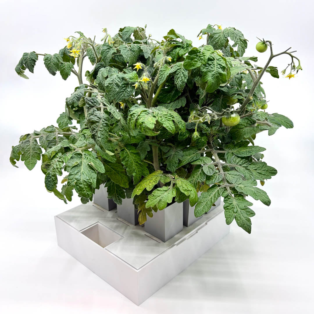 GrowInCube odlingslåda med tomatplantor och gröna tomater i fyra krukor