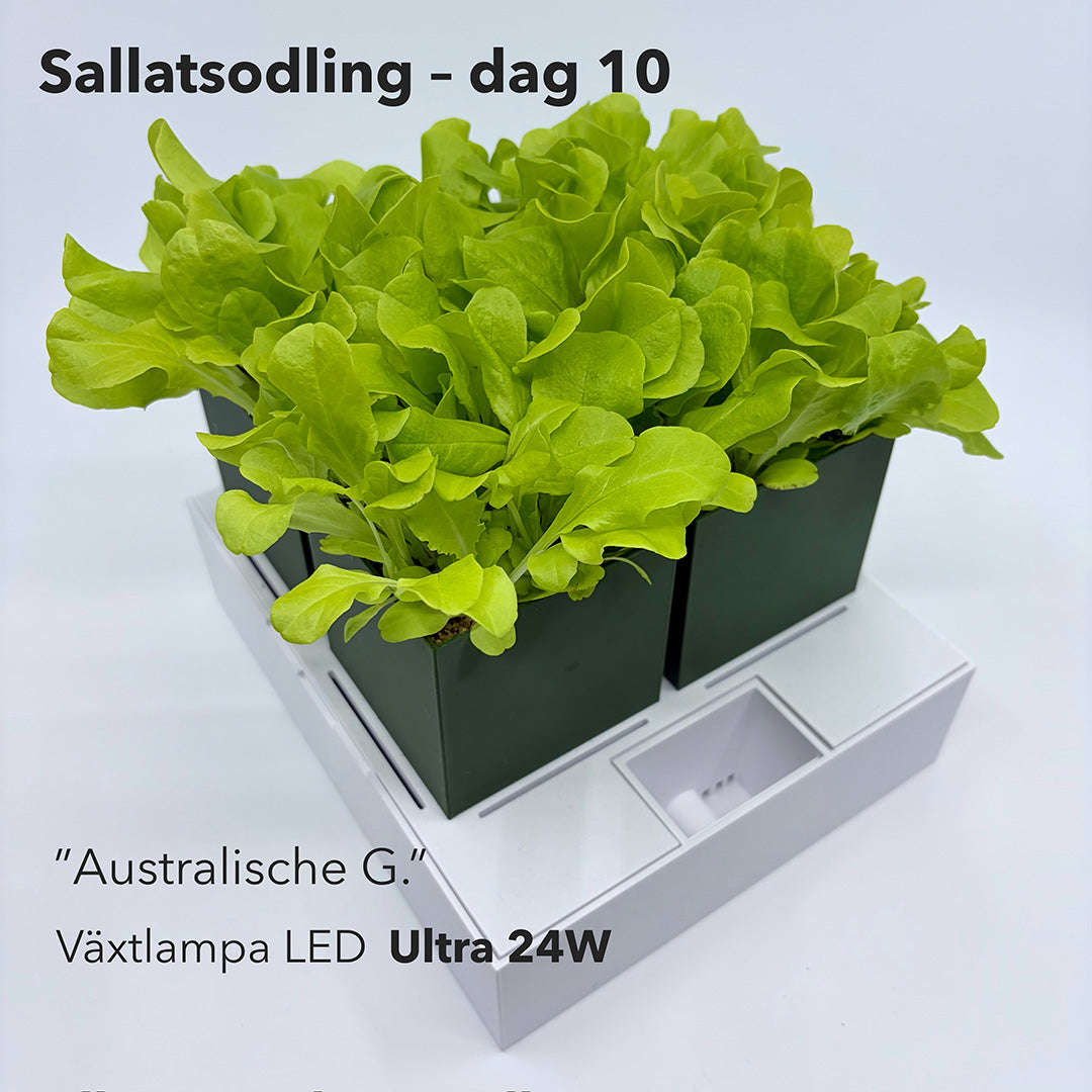 GrowInCube™ Compact 4C – Odling
