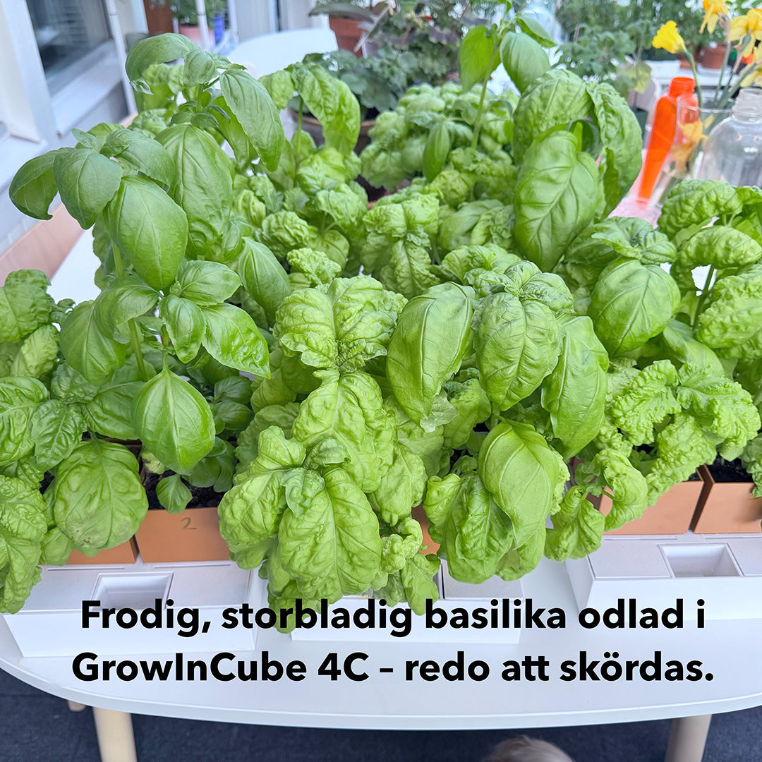 GrowInCube™ Compact 4C – Odling