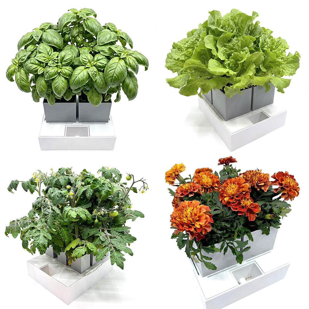 GrowInCube odlingskit med basilika, plocksallat, tomat och tagetes i självbevattnande lådor