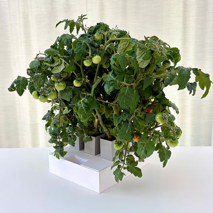 GrowInCube 9C med tomatplantor i nio krukor för frösådd