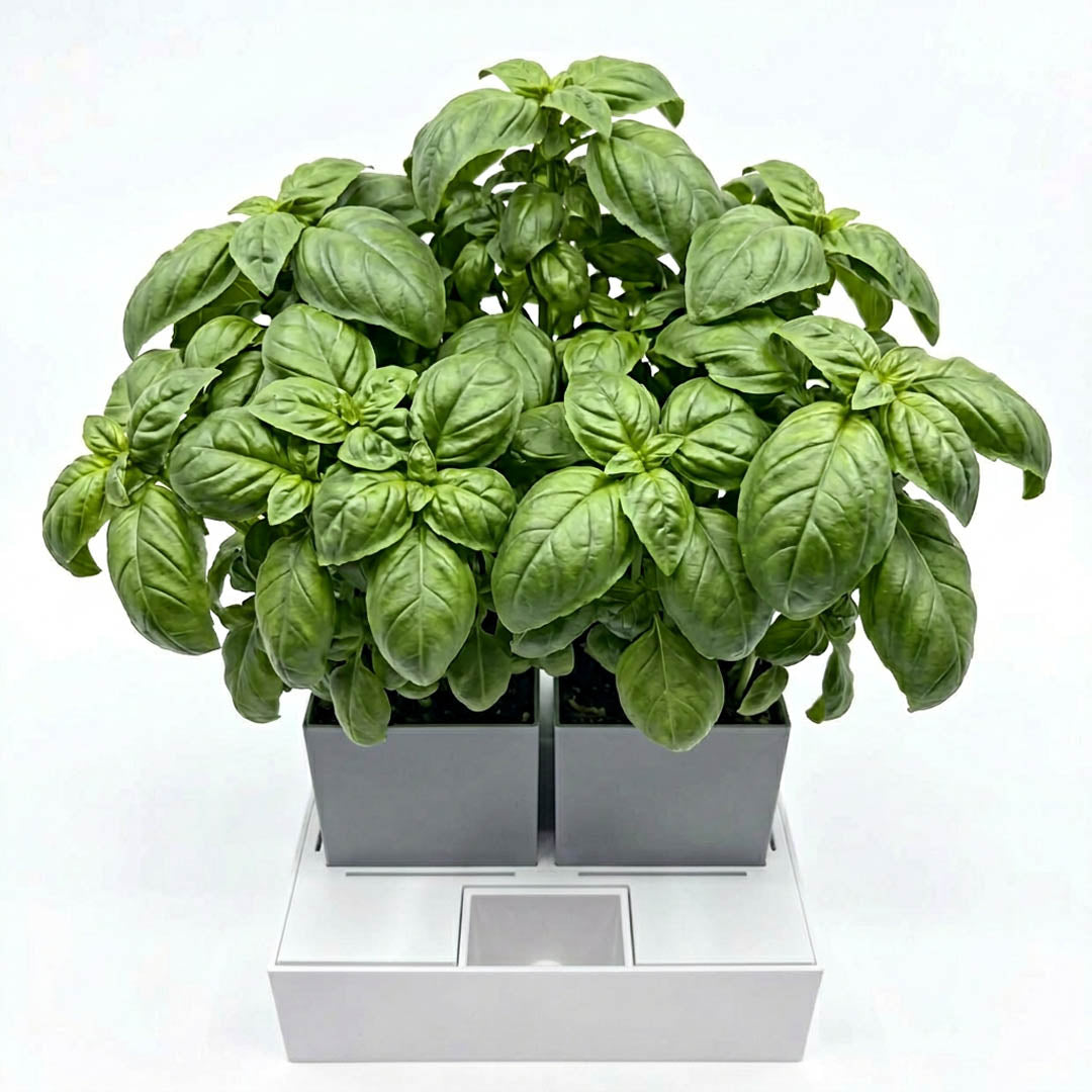 Odlingskit för basilika (året runt)
