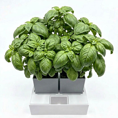 Odlingskit för basilika (året runt)