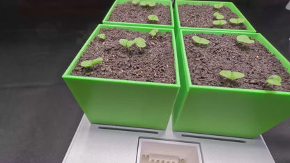 Timelapse som visar hur basilika växer i en GrowInCube från grodd till stark planta redo för skörd
