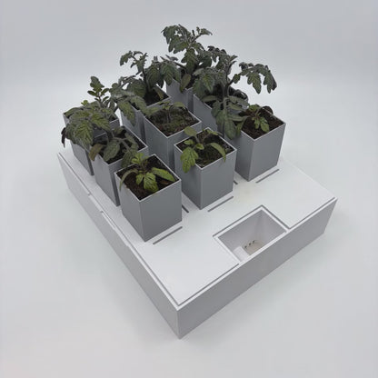Timelapse som visar frösådd av tomat i GrowInCube från liten planta till stark tillväxt