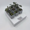 Timelapse som visar frösådd av tomat i GrowInCube från liten planta till stark tillväxt