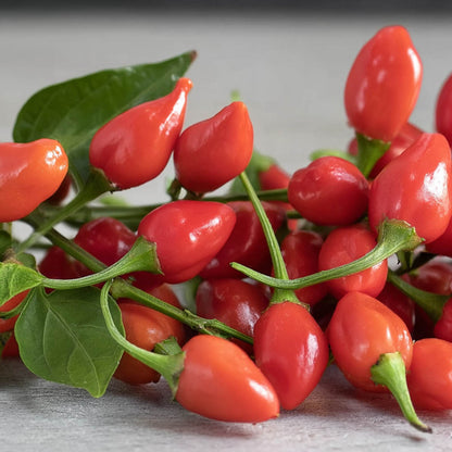 Odlingslåda för frösådd av chili, tomat m.m. (vår)