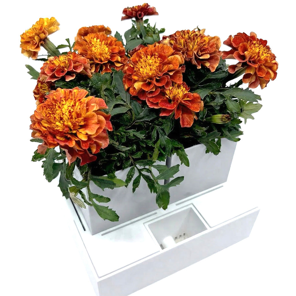 GrowInCube odlingskit för tagetes med fyra krukor i vit självbevattnande låda